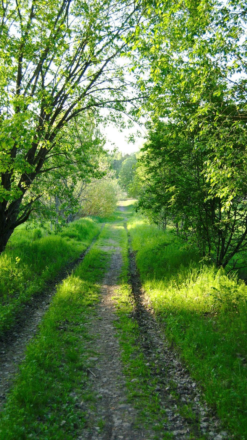 Aurinkoinen kesäpäivä. Kuvan keskellä kulkee nurmettunut metsätie, jota reunustaa tien ylle kaartuvat puut.